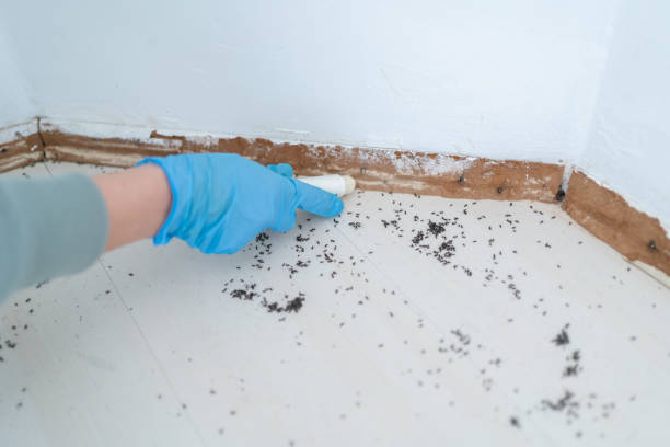 Best Termite Control Services  in Galesburg, IL